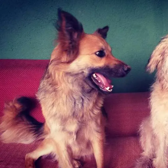 Cachorro raça srd idade 2 anos nome Huck