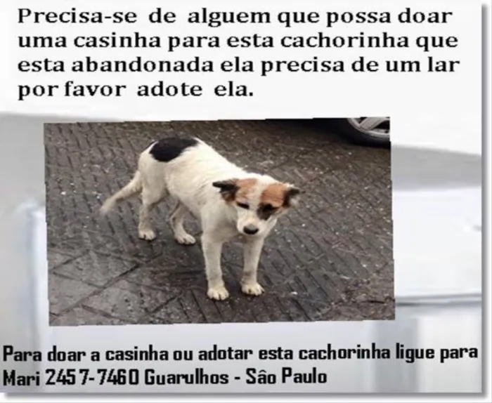 Cachorro ra a Nenhuma idade 2 anos nome Princesa  castrada