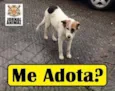 Princesa  castrada