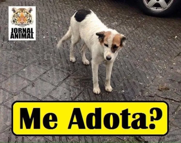 Cachorro ra a Nenhuma idade 2 anos nome Princesa  castrada