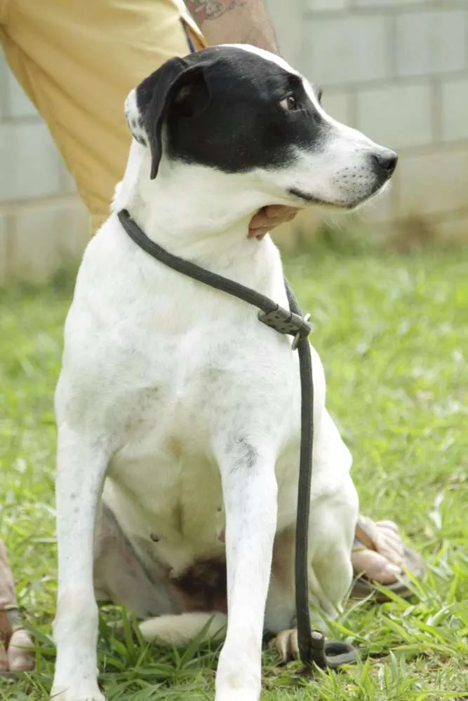 Cachorro ra a SRD idade 4 anos nome INOCÊNCIA, a mais p