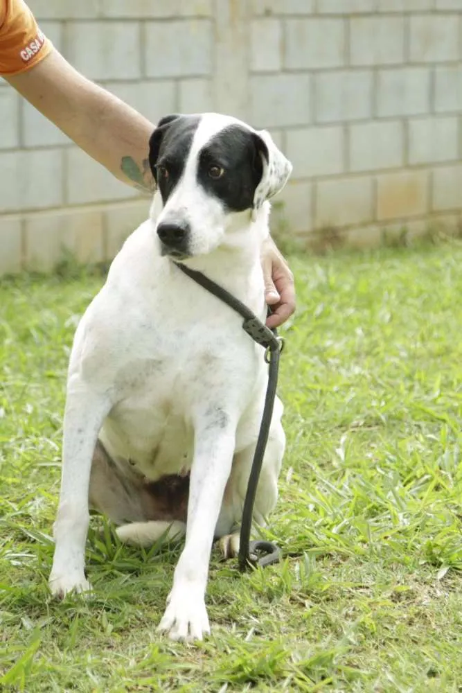 Cachorro ra a SRD idade 4 anos nome INOCÊNCIA, a mais p