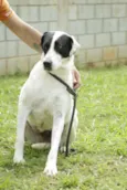 INOCÊNCIA, a mais p