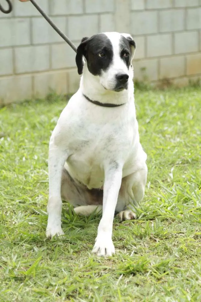 Cachorro ra a SRD idade 4 anos nome INOCÊNCIA, a mais p