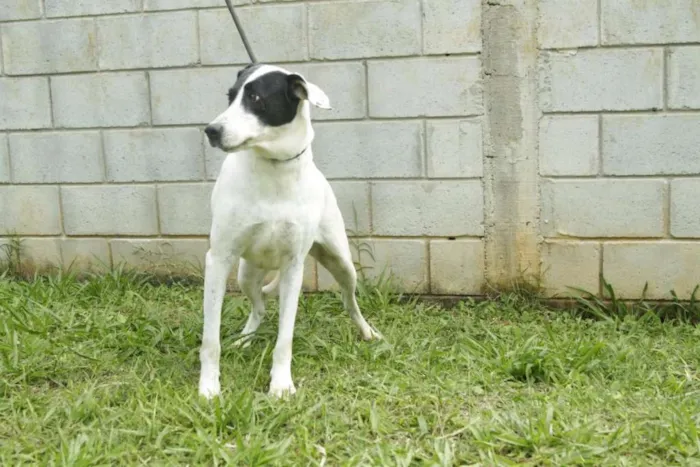 Cachorro ra a SRD idade 4 anos nome INOCÊNCIA, a mais p