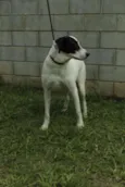 INOCÊNCIA, a mais p