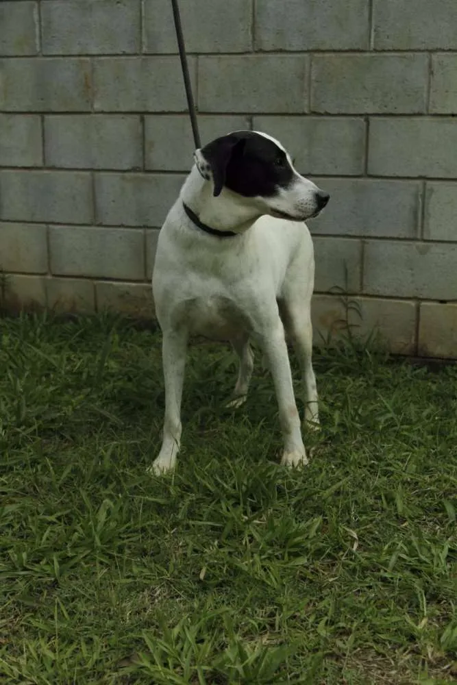 Cachorro ra a SRD idade 4 anos nome INOCÊNCIA, a mais p