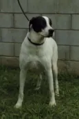 INOCÊNCIA, a mais p