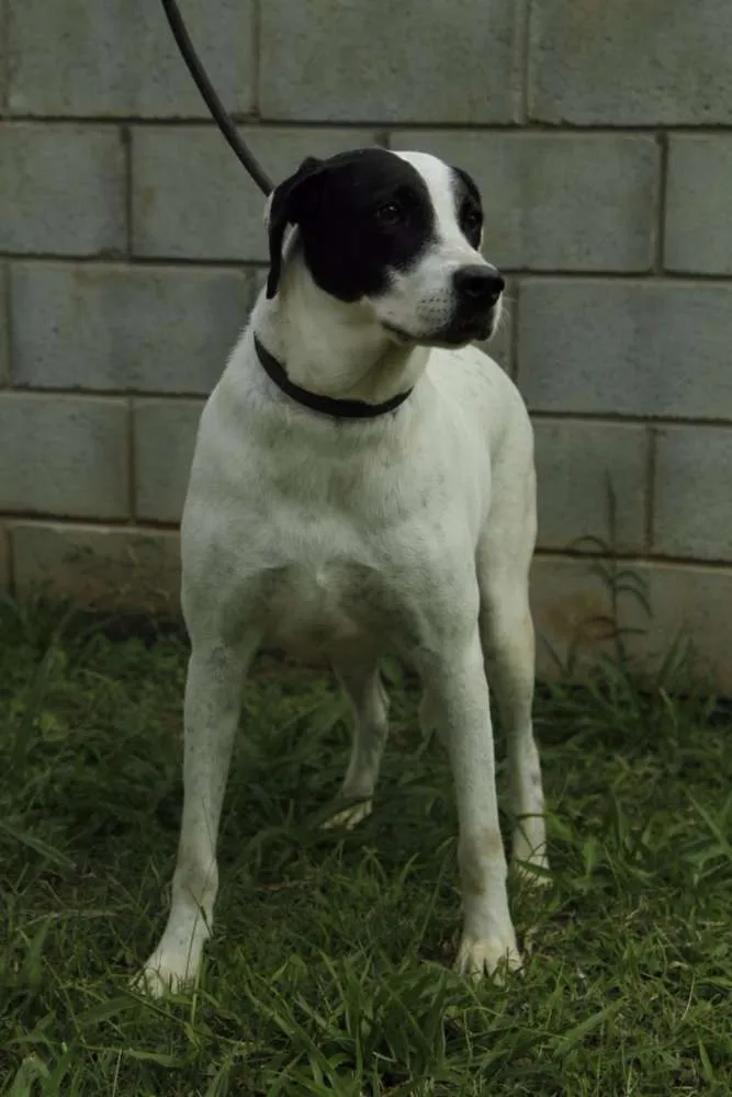 Cachorro ra a SRD idade 4 anos nome INOCÊNCIA, a mais p