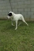 INOCÊNCIA, a mais p