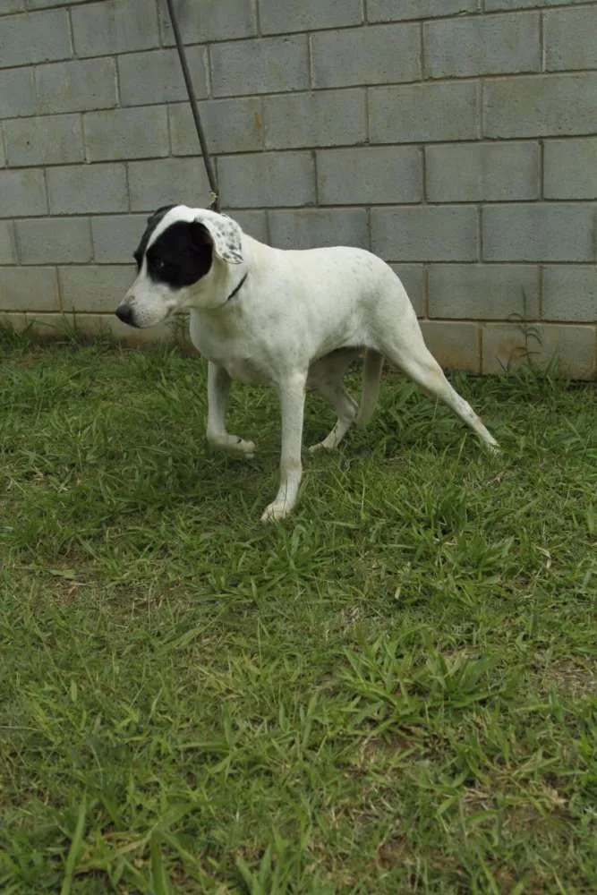 Cachorro ra a SRD idade 4 anos nome INOCÊNCIA, a mais p