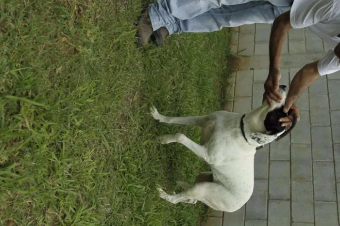 Cachorro ra a SRD idade 4 anos nome INOCÊNCIA, a mais p