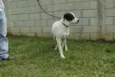 INOCÊNCIA, a mais p