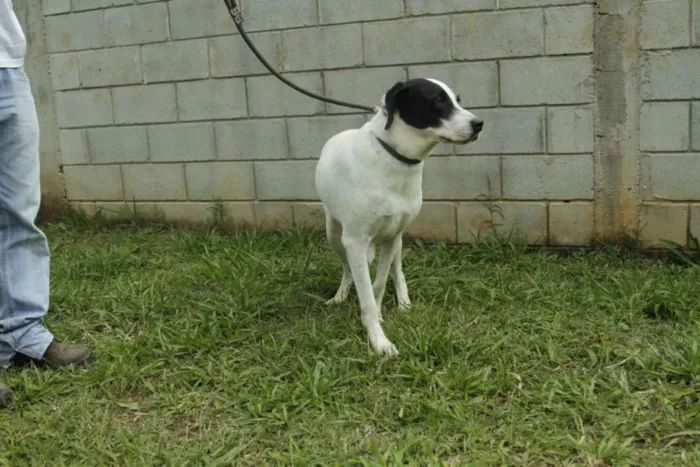 Cachorro ra a SRD idade 4 anos nome INOCÊNCIA, a mais p