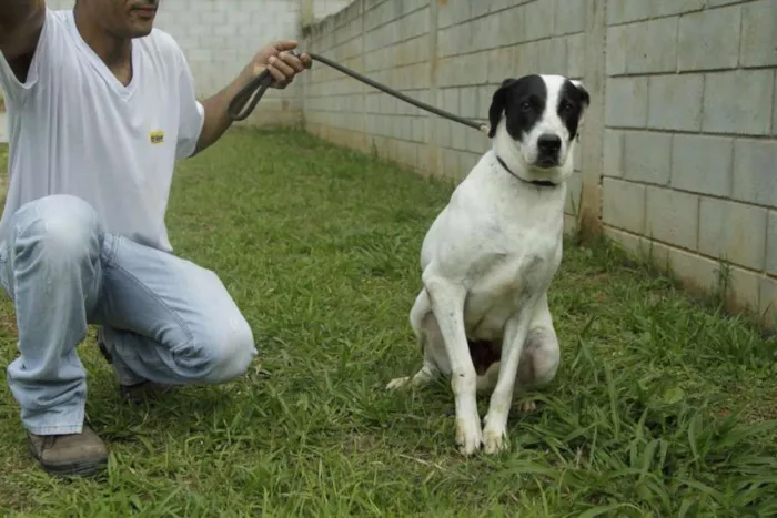 Cachorro ra a SRD idade 4 anos nome INOCÊNCIA, a mais p