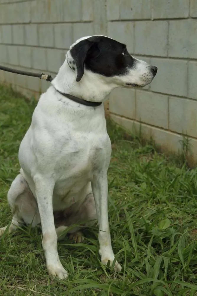 Cachorro ra a SRD idade 4 anos nome INOCÊNCIA, a mais p