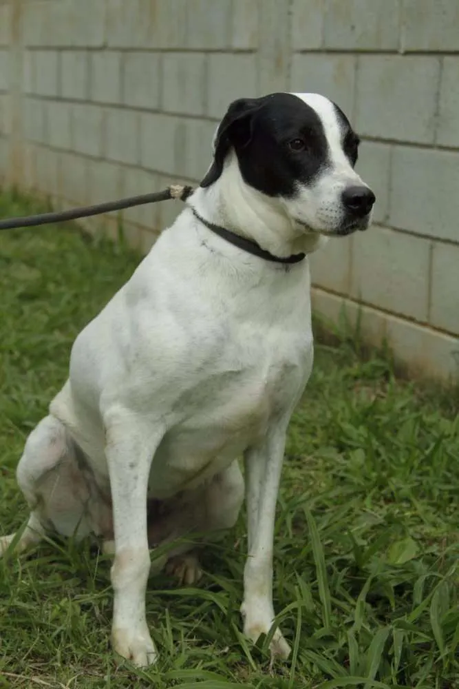 Cachorro ra a SRD idade 4 anos nome INOCÊNCIA, a mais p