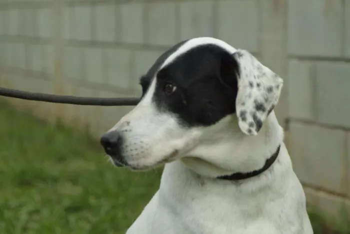 Cachorro ra a SRD idade 4 anos nome INOCÊNCIA, a mais p