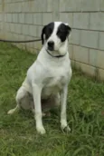 INOCÊNCIA, a mais p