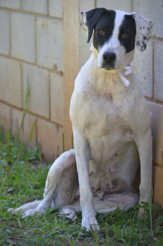 Cachorro ra a SRD idade 4 anos nome INOCÊNCIA, a mais p