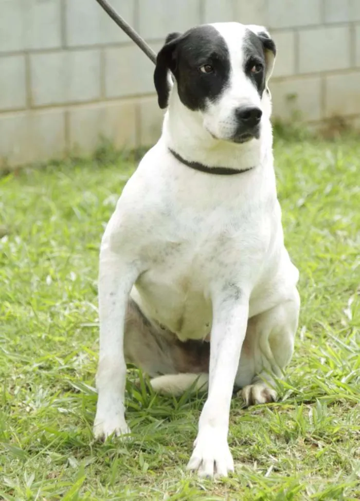 Cachorro ra a SRD idade 4 anos nome INOCÊNCIA, a mais p