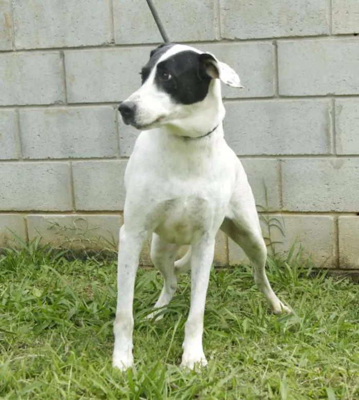 Cachorro ra a SRD idade 4 anos nome INOCÊNCIA, a mais p