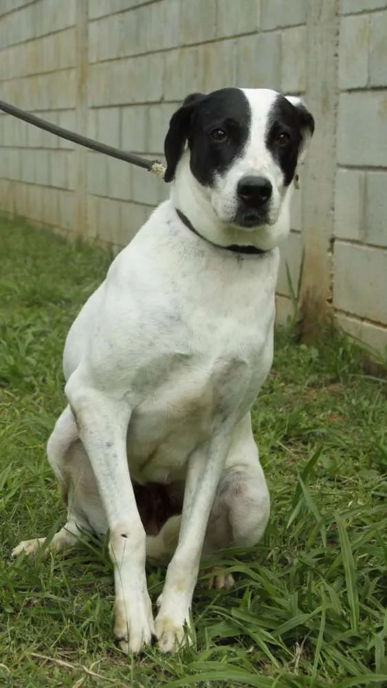 Cachorro ra a SRD idade 4 anos nome INOCÊNCIA, a mais p