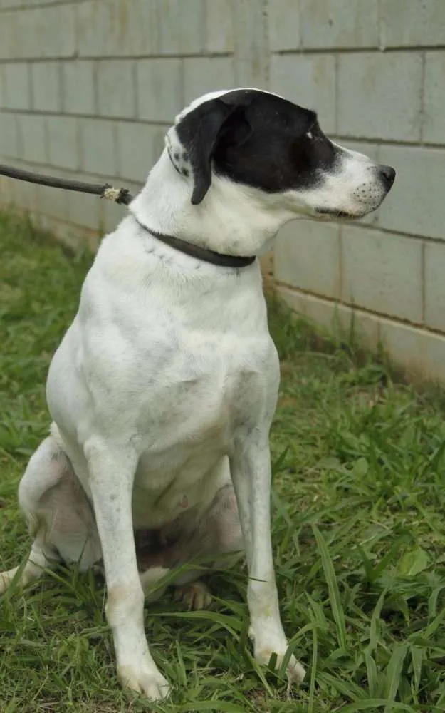 Cachorro ra a SRD idade 4 anos nome INOCÊNCIA, a mais p
