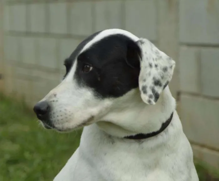 Cachorro ra a SRD idade 4 anos nome INOCÊNCIA, a mais p