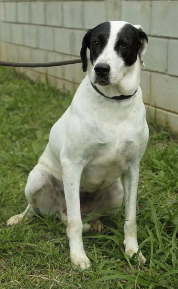 Cachorro ra a SRD idade 4 anos nome INOCÊNCIA, a mais p