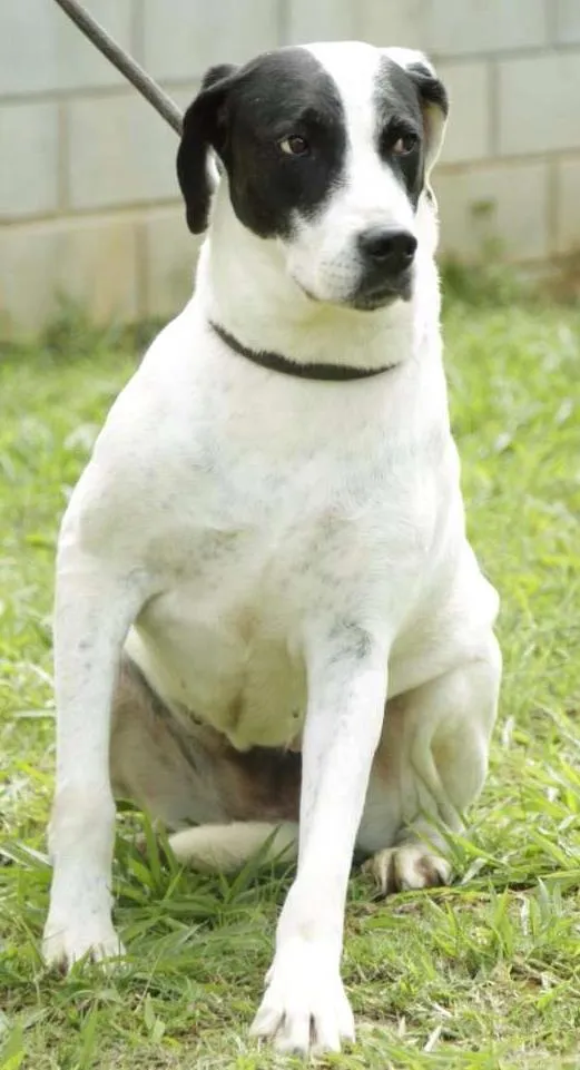 Cachorro ra a SRD idade 4 anos nome INOCÊNCIA, a mais p