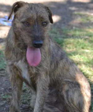 Cachorro raça SRD idade 1 ano nome LUMA - Um amor de m