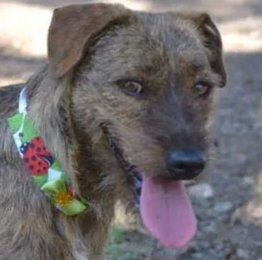 Cachorro ra a SRD idade 1 ano nome LUMA - Um amor de m