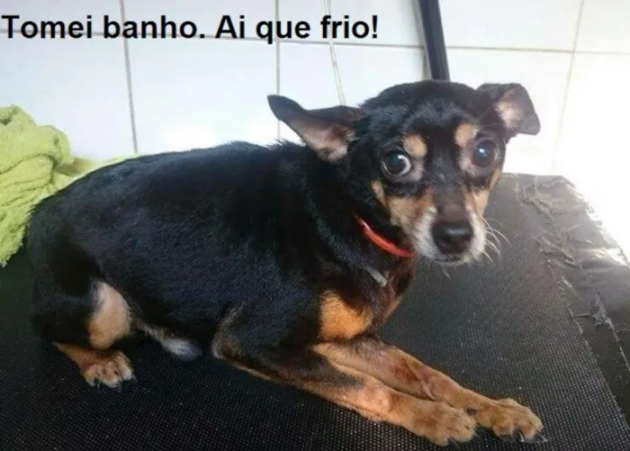 Cachorro ra a Pinscher idade 2 anos nome Spayk