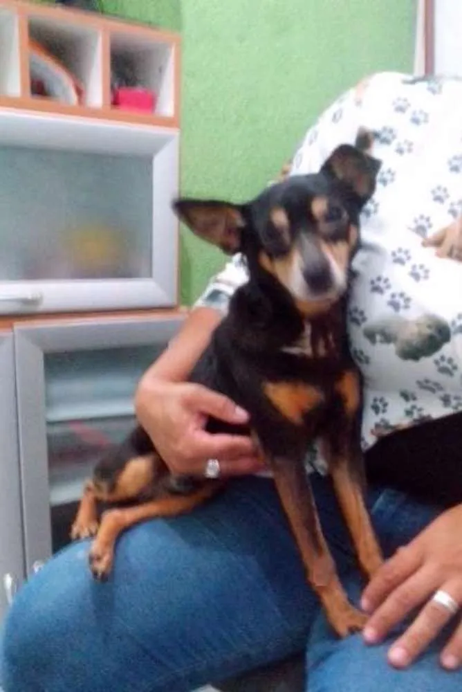 Cachorro ra a Pinscher idade 2 anos nome Spayk