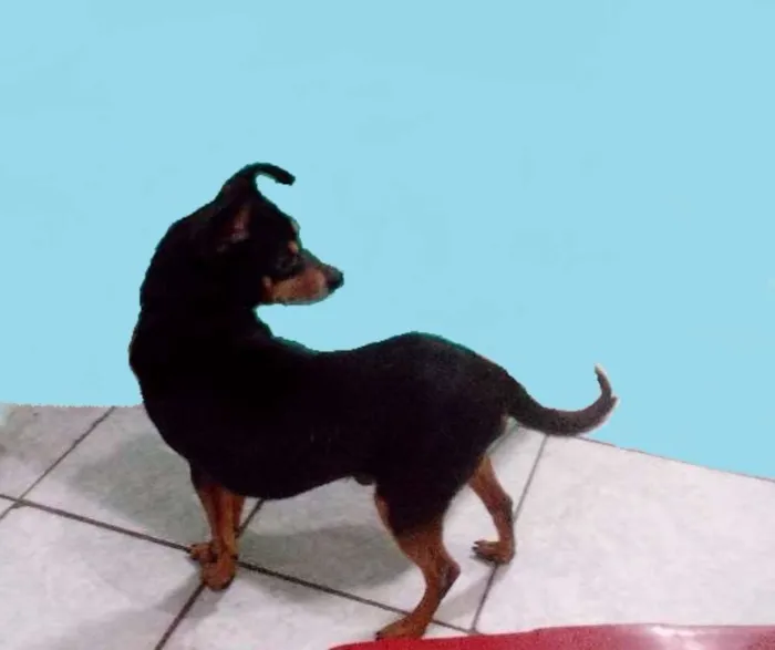 Cachorro ra a Pinscher idade 2 anos nome Spayk