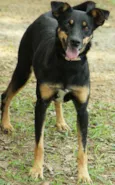 ABIGAIL - Doce menina!