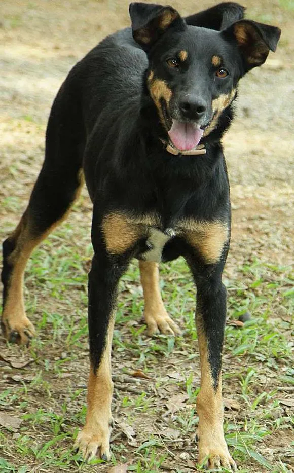 Cachorro ra a SRD idade 6 ou mais anos nome ABIGAIL - Doce menina!