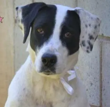Cachorro ra a SRD idade 4 anos nome INOCÊNCIA, a mais p
