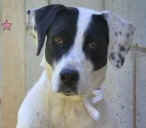 Cachorro raça SRD idade 4 anos nome INOCÊNCIA, a mais p