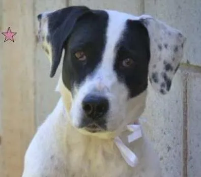 Cachorro ra a SRD idade 4 anos nome INOCÊNCIA, a mais p