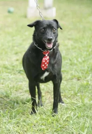 Cachorro raça SRD idade 6 ou mais anos nome BRUNINHO - Um anjinho! 