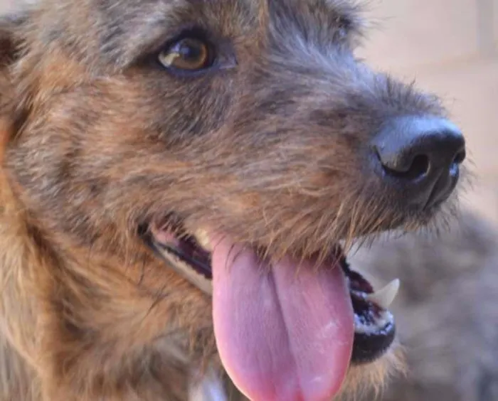Cachorro ra a SRD idade 1 ano nome LUMA - Um amor de m