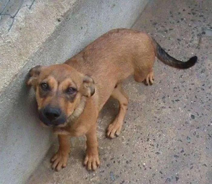 Cachorro ra a SRD idade 2 a 6 meses nome Aslan e Andreas