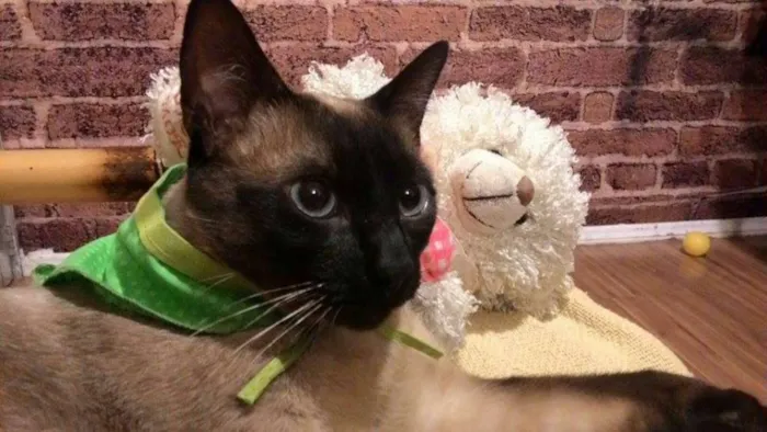 Gato ra a SRD idade 1 ano nome Beto
