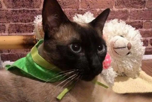 Gato ra a SRD idade 1 ano nome Beto