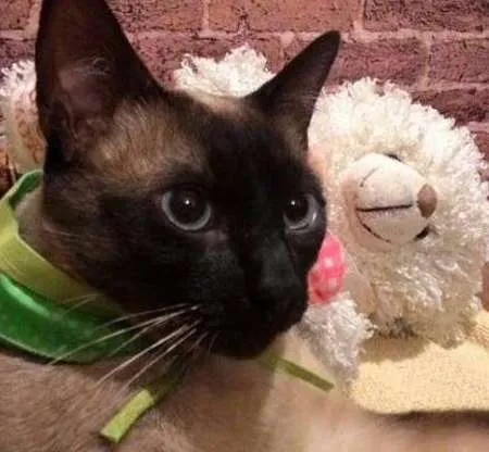 Gato ra a SRD idade 1 ano nome Beto
