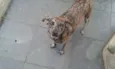 Tasha