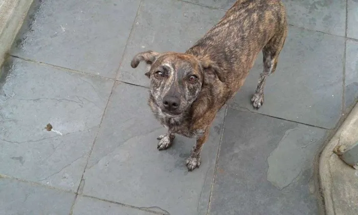 Cachorro ra a SRD idade 2 anos nome Tasha