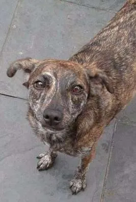Cachorro raça SRD idade 2 anos nome Tasha